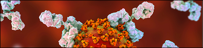 Ludger Glycan Analysis - Sample type: SARS-CoV-2 infected cell lines