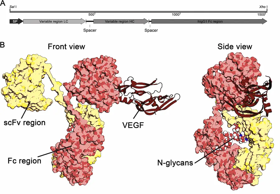 Ludger - Journal of Biotechnology - Fig 1