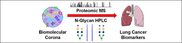 Ludger Publication - Nanoparticles Biomarker